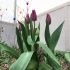 Lila Tulpen, im Hintergrund farbige Ostereier